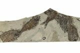 Fossil Fish (Knightia) Mortality Plate - Wyoming #257102-1